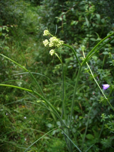 Oenanthe pimpinelloides / Finocchio acquatico comune